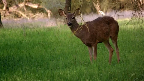 White Tail Deer Stock Footage 87856568