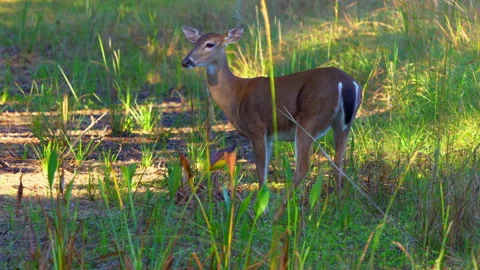 White Tail Deer Stock Footage 163011857