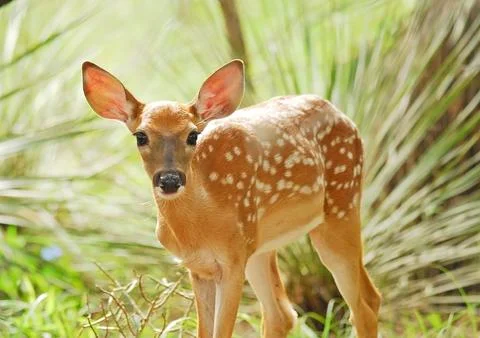 White tail deer in Inks Lake State Park - Fawn Stock Photos