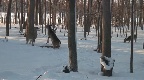 White Tail Deer Kick Video stock 46029847