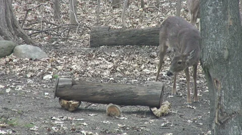 White Tail Deer Kick While Squirrel Watches Video stock 38534320