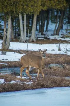 White tail deer looking at the camera by cedar trees in winter s Stock Photos