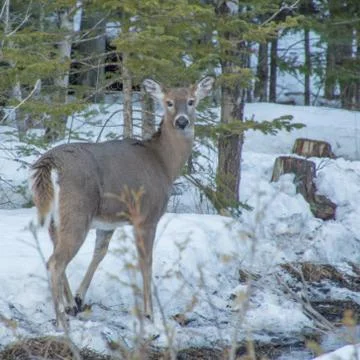 White tail deer looking at the camera by cedar trees in winter s Stock Photos
