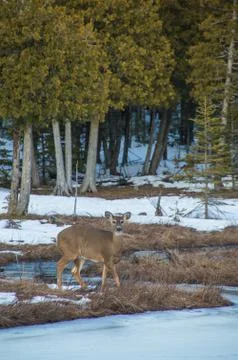White tail deer looking at the camera by cedar trees Stock Photos