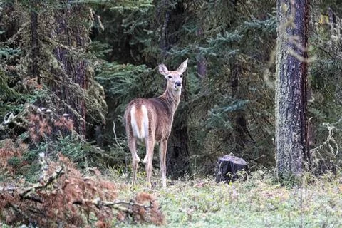 A white tail deer looks backs from the forest edge Stock Photos