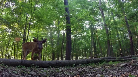 WHITE TAIL DEER LOOKS 動画素材 48869313