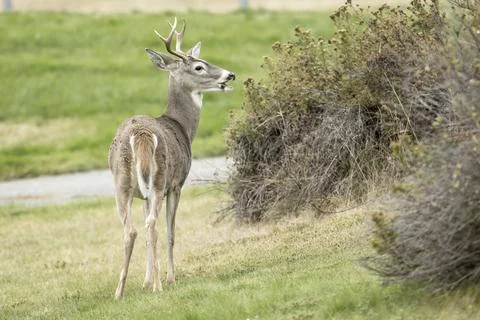 White tail deer looks to the side. Stock Photos