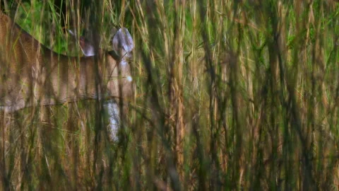 White Tail Deer Panning Stock Footage 163010974
