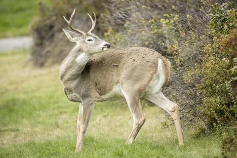 White tail deer in a park. Stock Photos