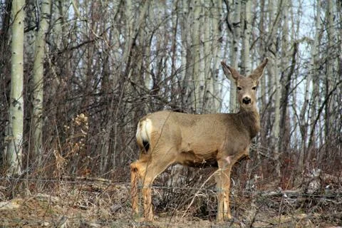 White tail deer Stock Photos