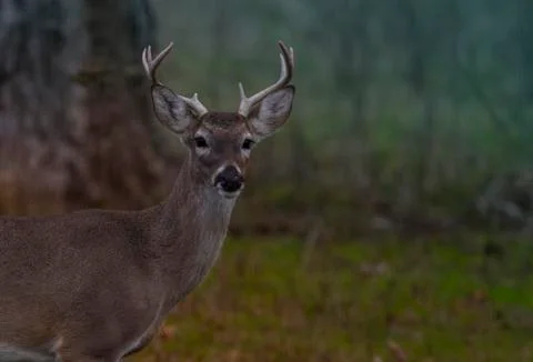 White Tail Deer Stock Photos
