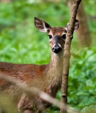 White tail deer Stock Photos