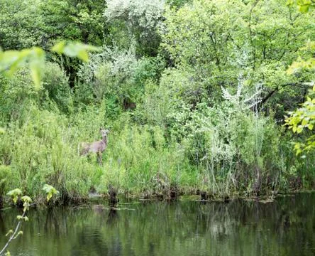 White tail deer Stock Photos