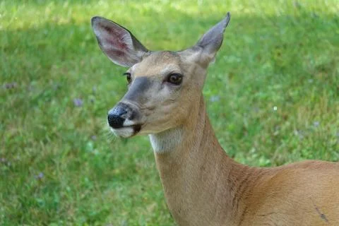 White Tail Deer Foto stock