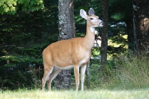 White Tail Deer Foto stock