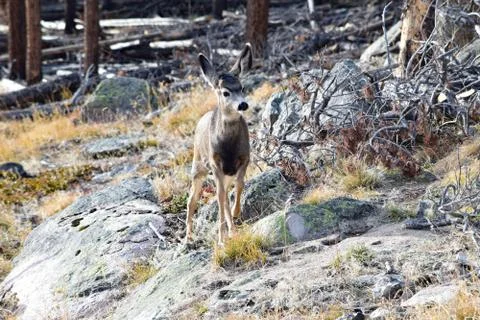 White Tail Deer Stock Photos