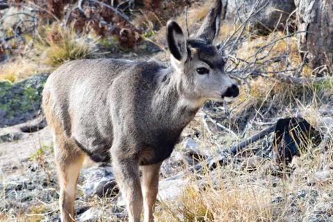 White Tail Deer Stock Photos