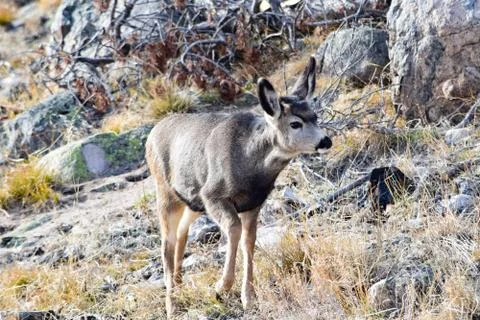 White Tail Deer Stock Photos