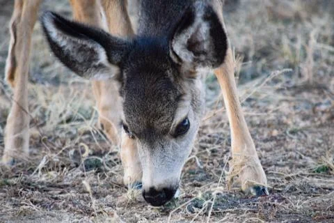 White Tail Deer Stock Photos