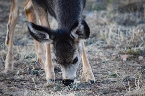 White Tail Deer Stock Photos
