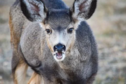 White Tail Deer Stock Photos