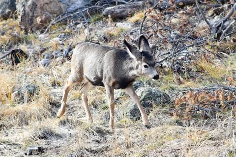 White Tail Deer Stock Photos