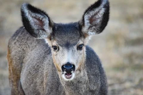 White Tail Deer Stock Photos