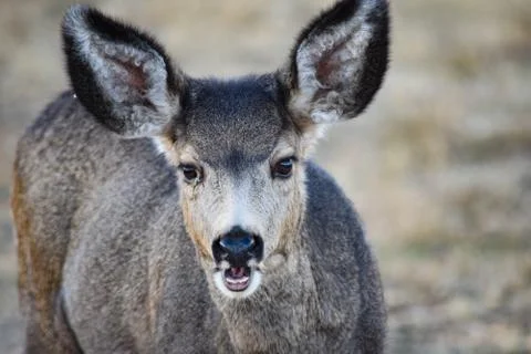 White Tail Deer Stock Photos