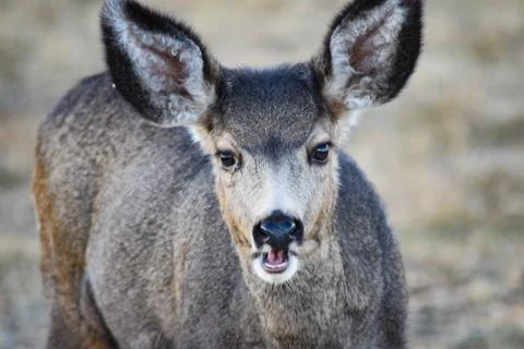 White Tail Deer Stock Photos