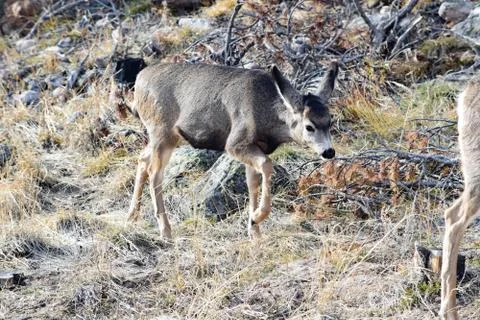 White Tail Deer Stock Photos