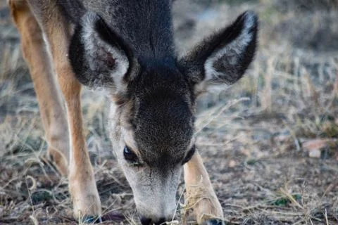 White Tail Deer Stock Photos