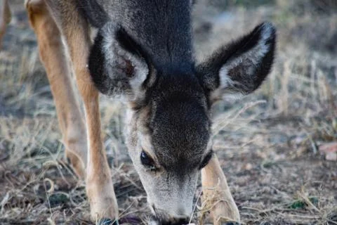 White Tail Deer Stock Photos