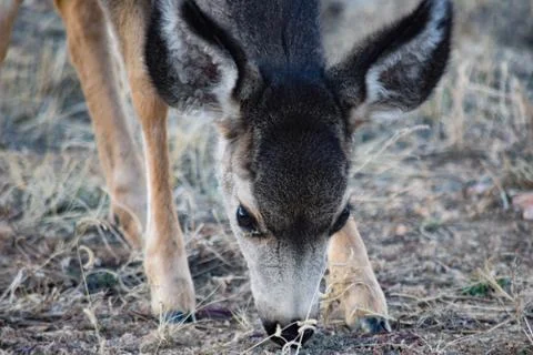 White Tail Deer Stock Photos