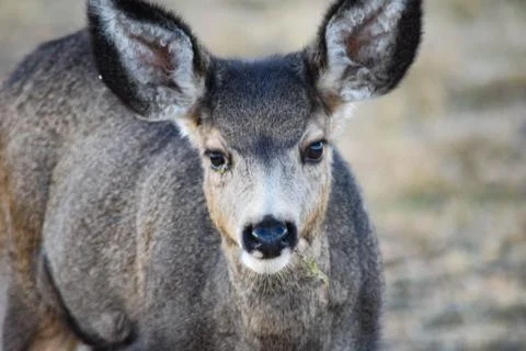 White Tail Deer Stock Photos