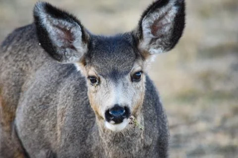 White Tail Deer Stock Photos