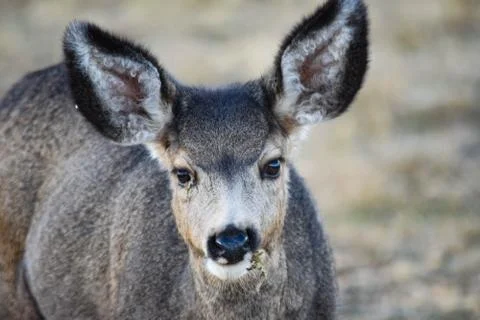 White Tail Deer Stock Photos
