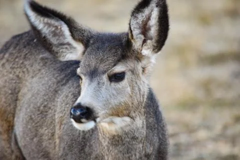 White Tail Deer Stock Photos