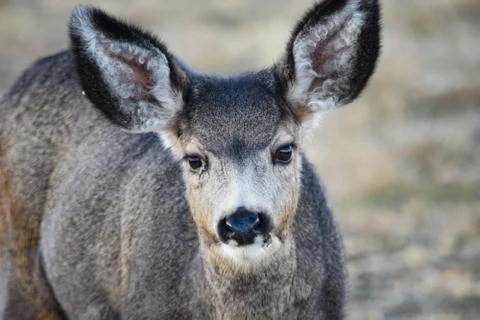 White Tail Deer Stock Photos