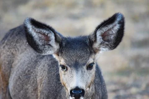 White Tail Deer Stock Photos