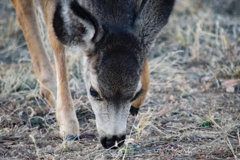 White Tail Deer Stock Photos