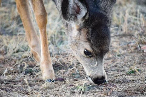 White Tail Deer Stock Photos