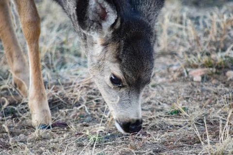 White Tail Deer Stock Photos
