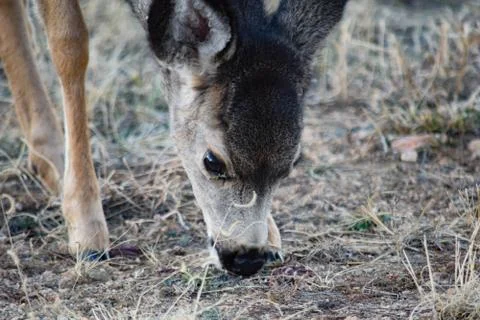 White Tail Deer Stock Photos