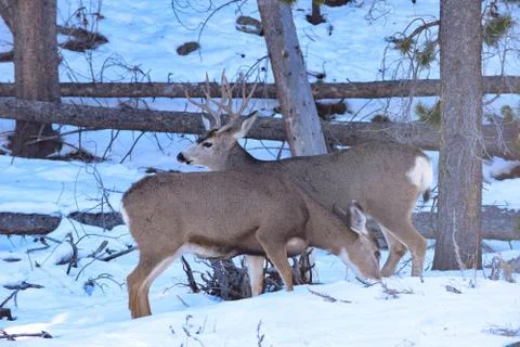White Tail Deer Stock Photos