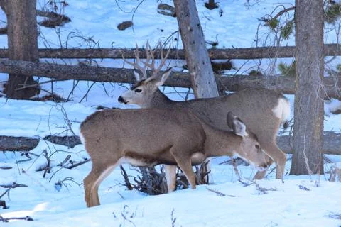 White Tail Deer Stock Photos
