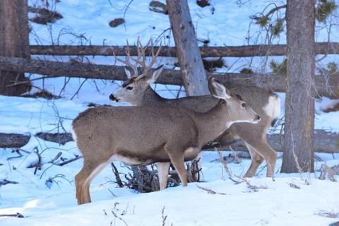 White Tail Deer Stock Photos