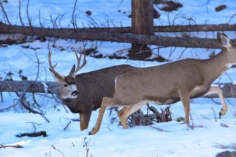 White Tail Deer Stock Photos