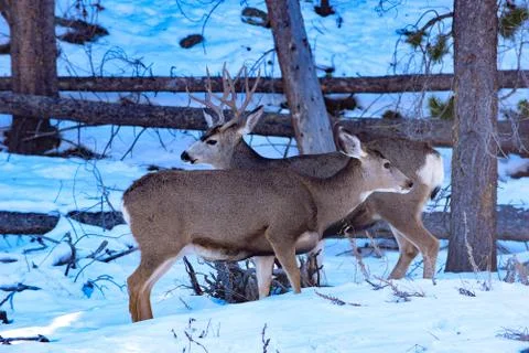 White Tail Deer Stock Photos