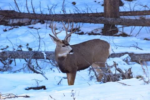 White Tail Deer Stock Photos