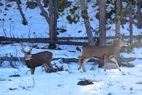 White Tail Deer Stock Photos